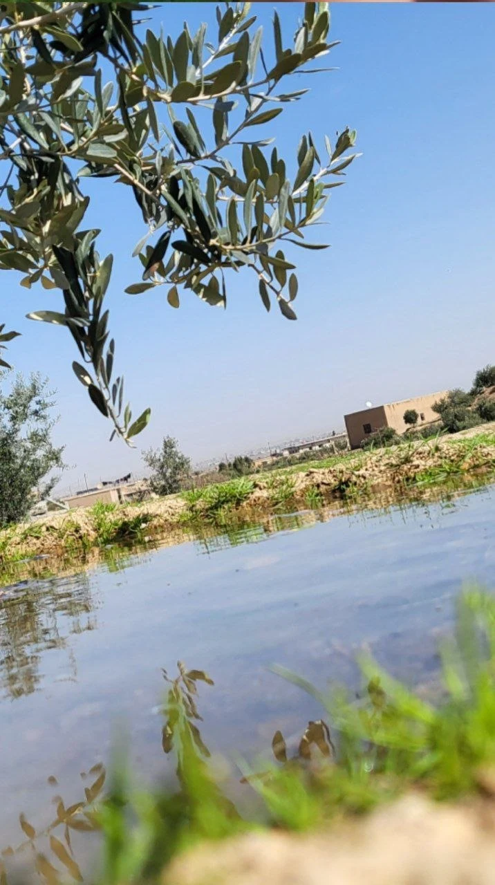 زيتونةٌ وماءٌ صافٍ، تصوير فتيات حِسَان